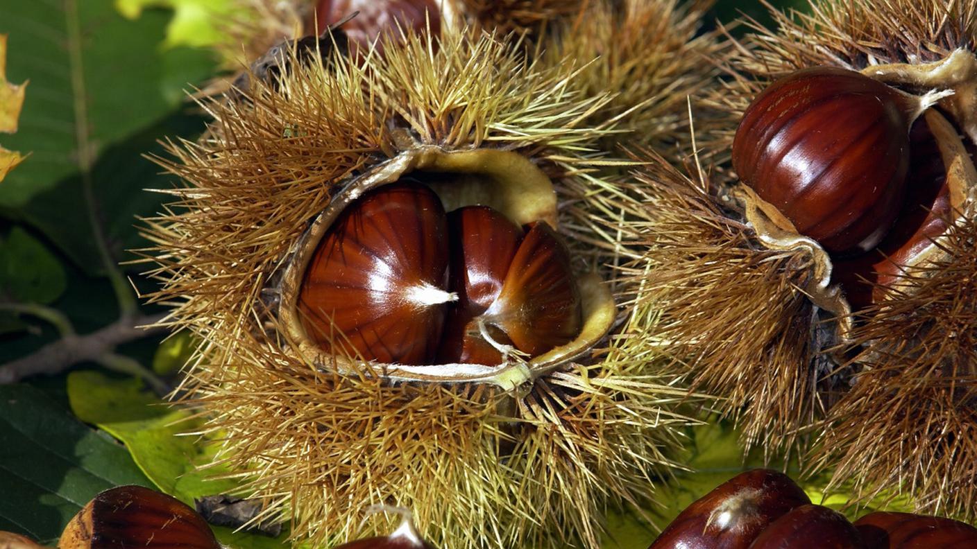 Castagne.jpg