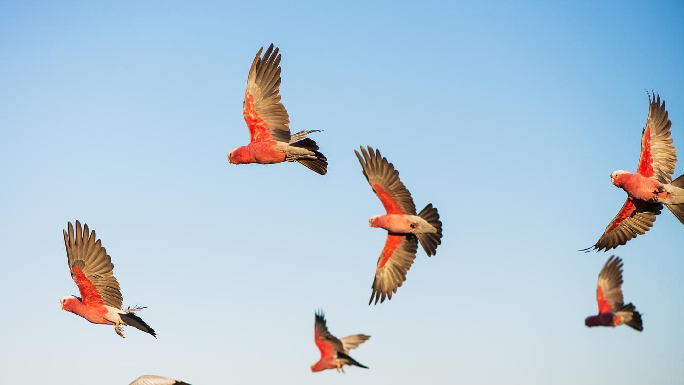 uccelli