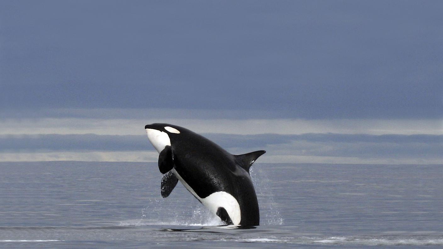 orca