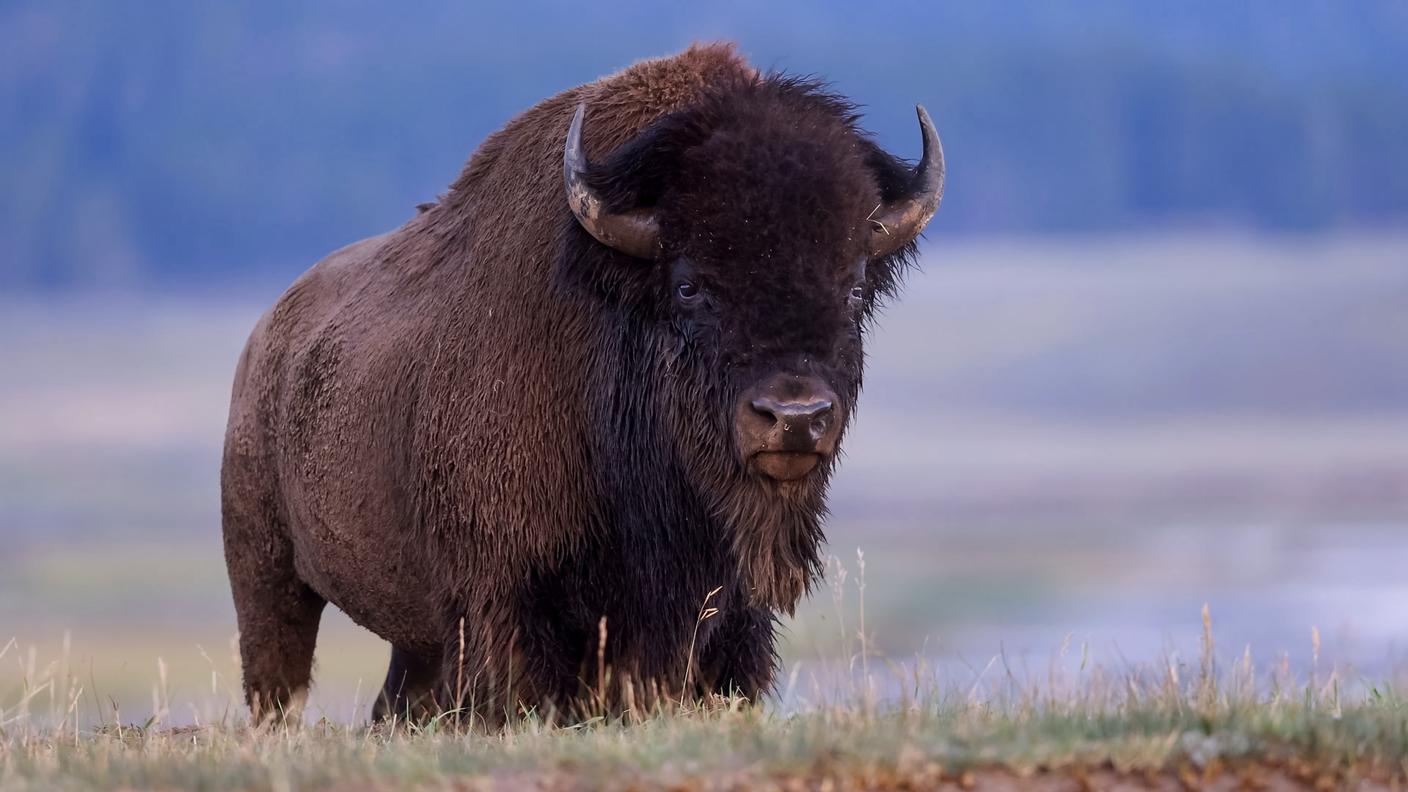 Bisonte