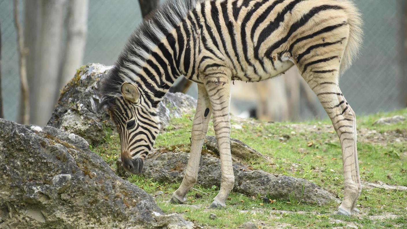 Zebra