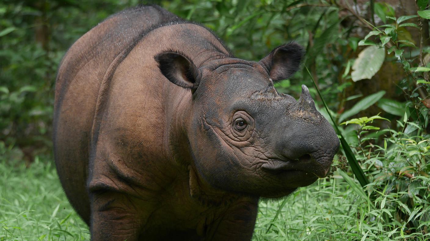 Rinoceronte di Sumatra