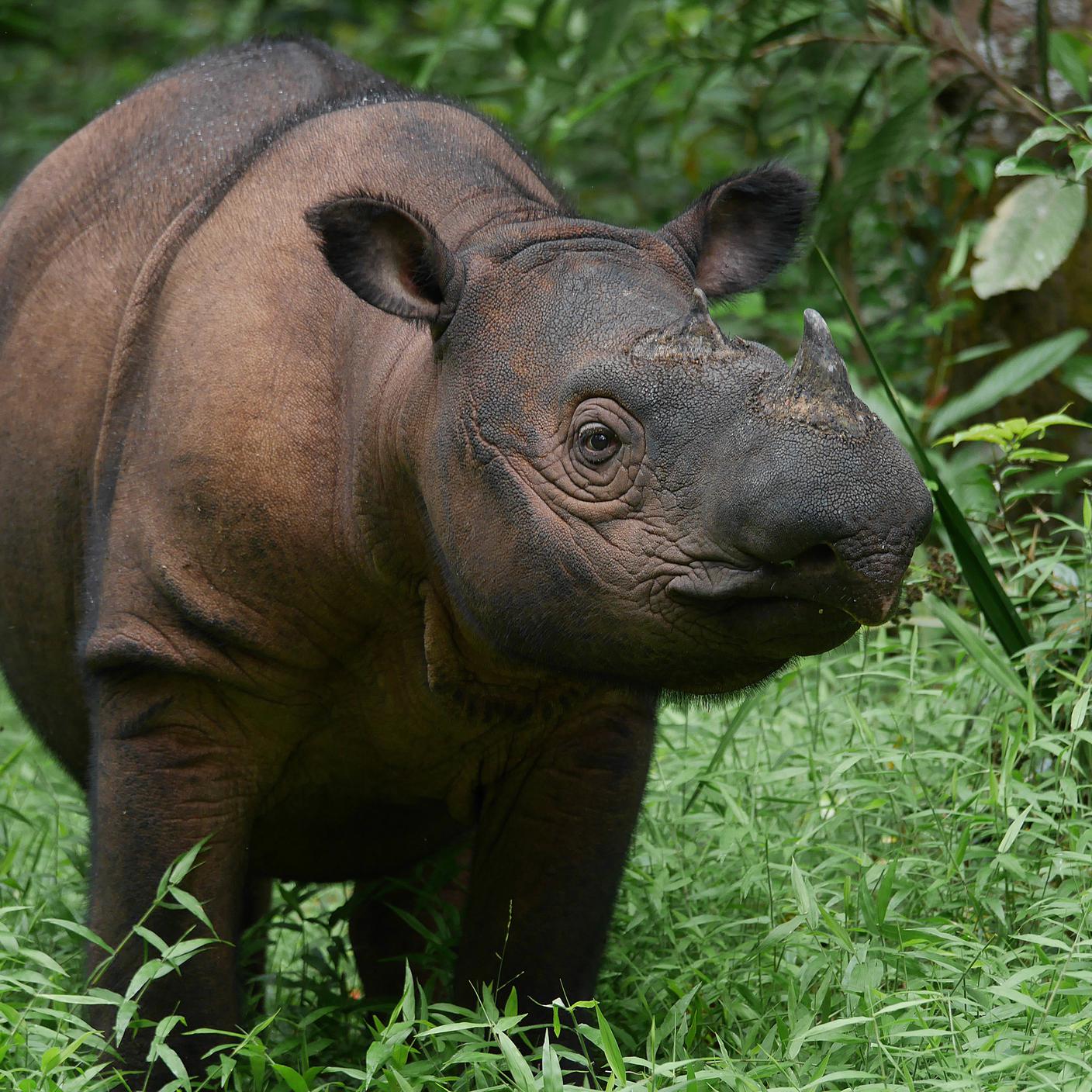 Rinoceronte di Sumatra