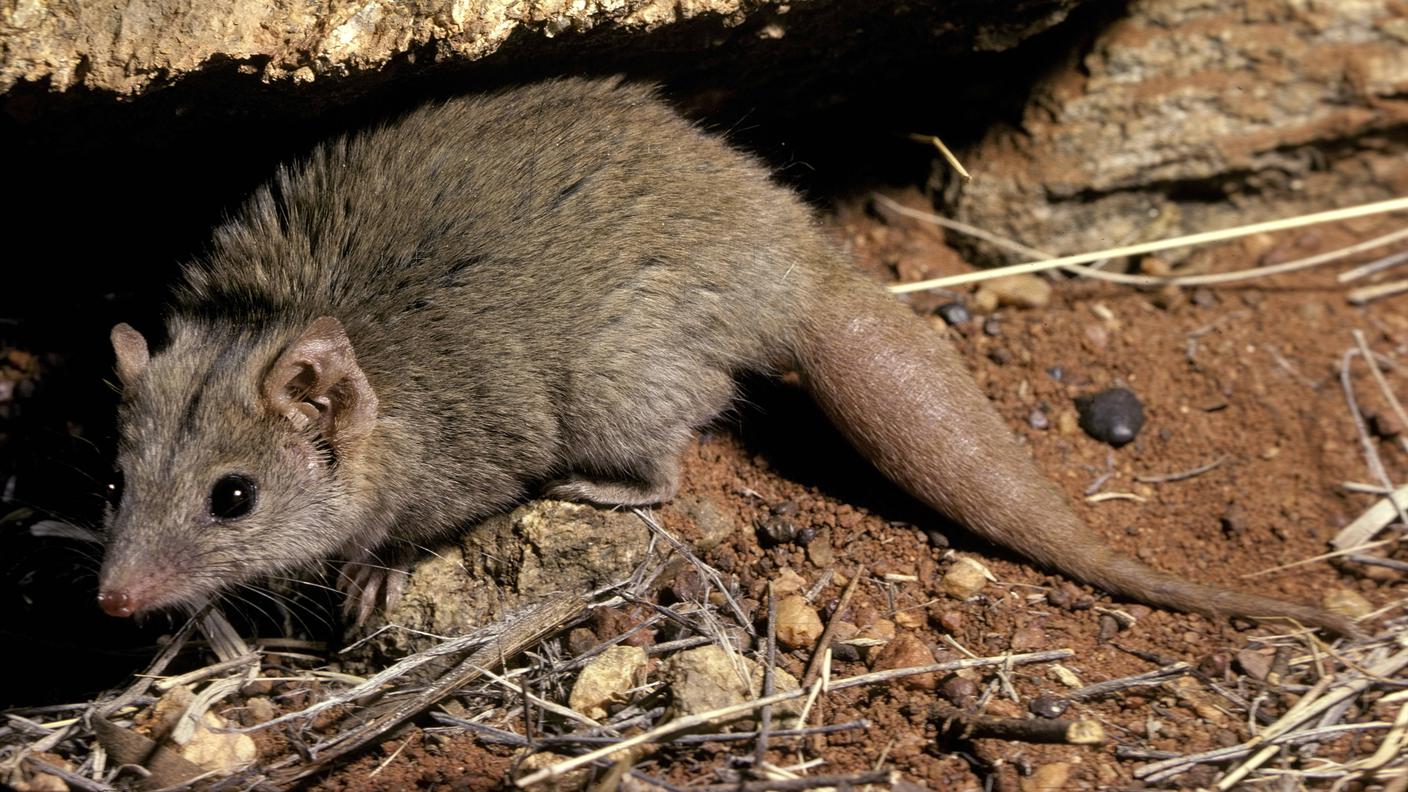 Antechinus roditore