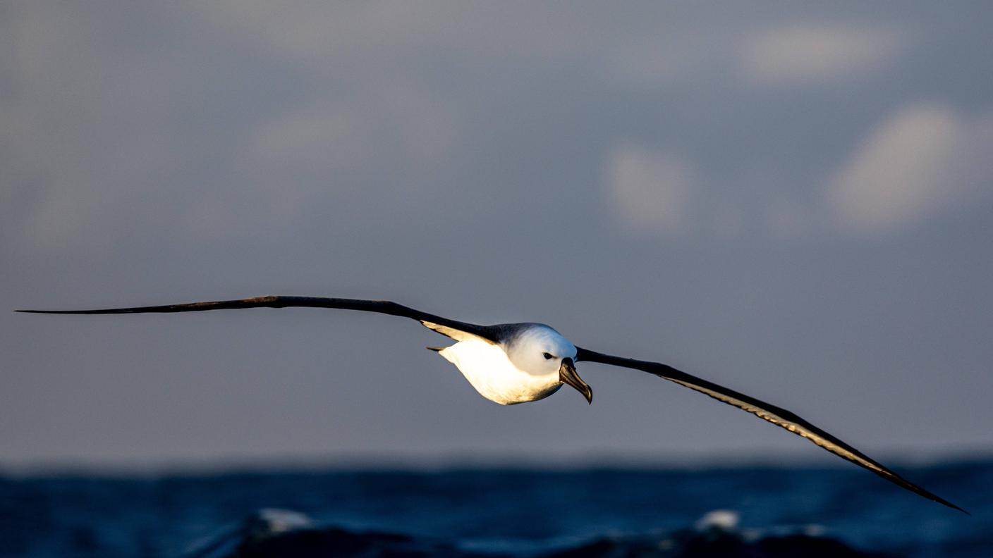 Albatros