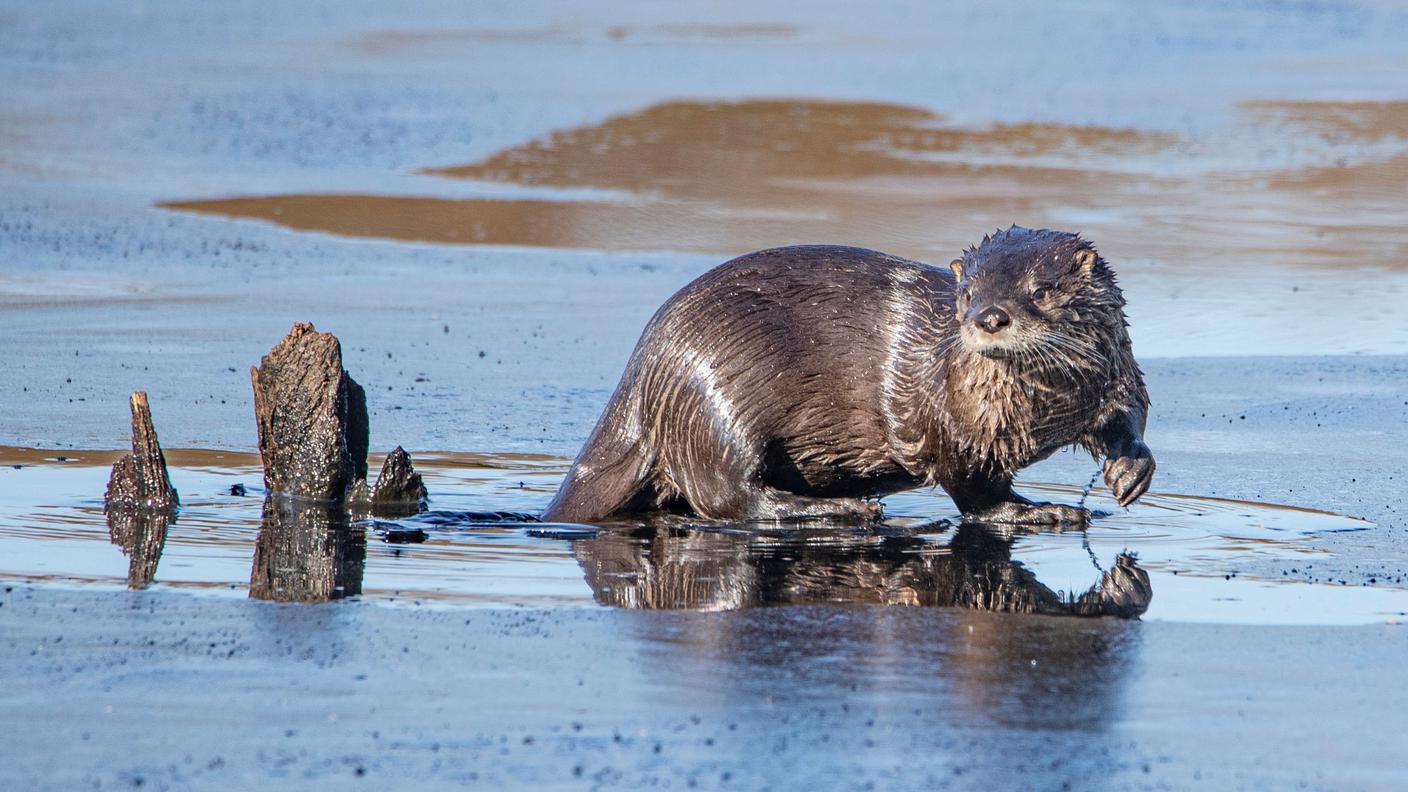 lontra