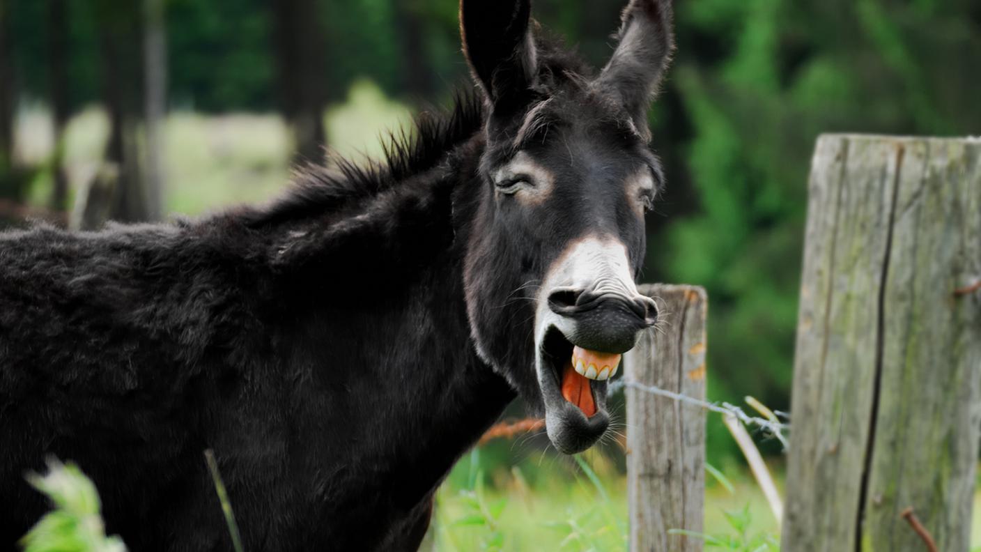 iStock-Asino che raglia