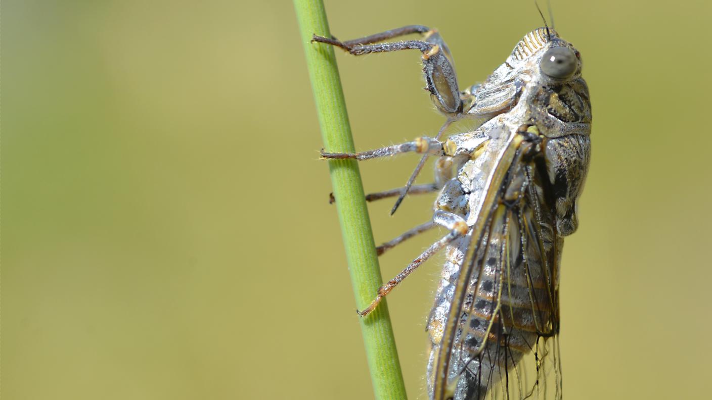 Cicala