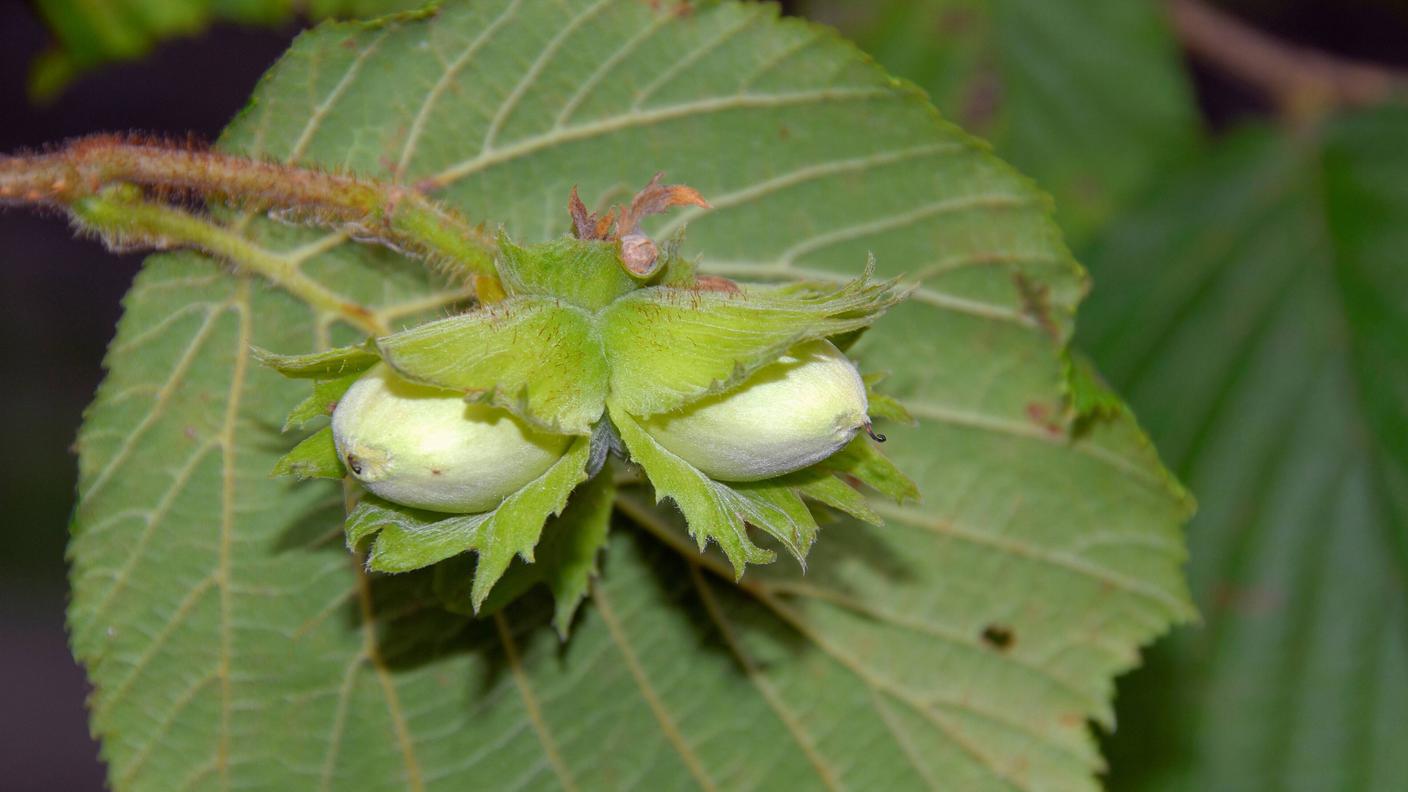 nocciolo
