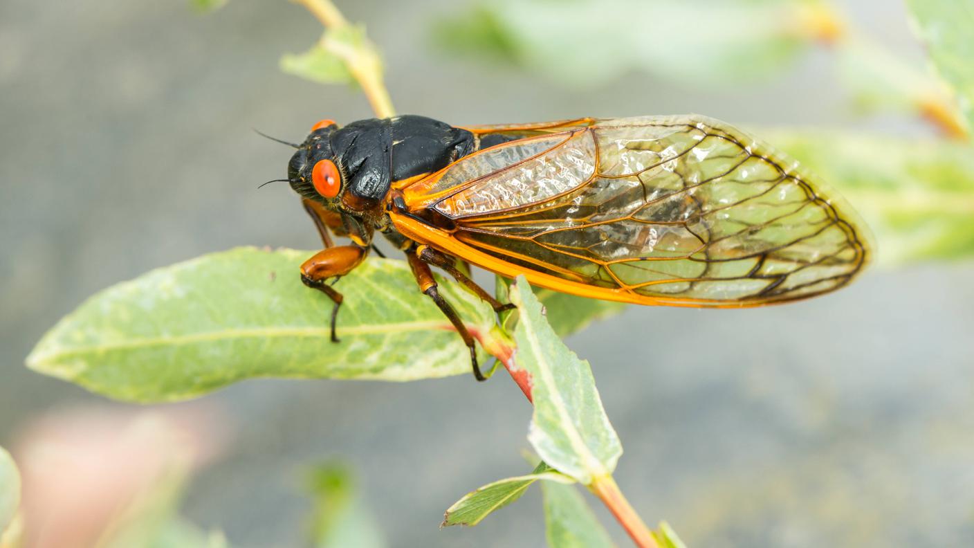 cicala