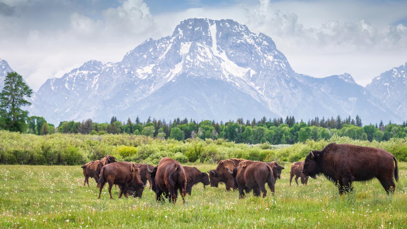 bisonte
