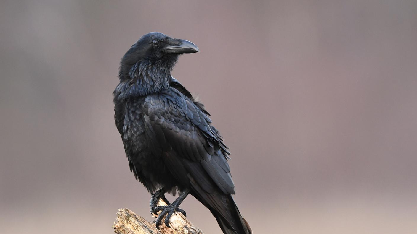 corvo