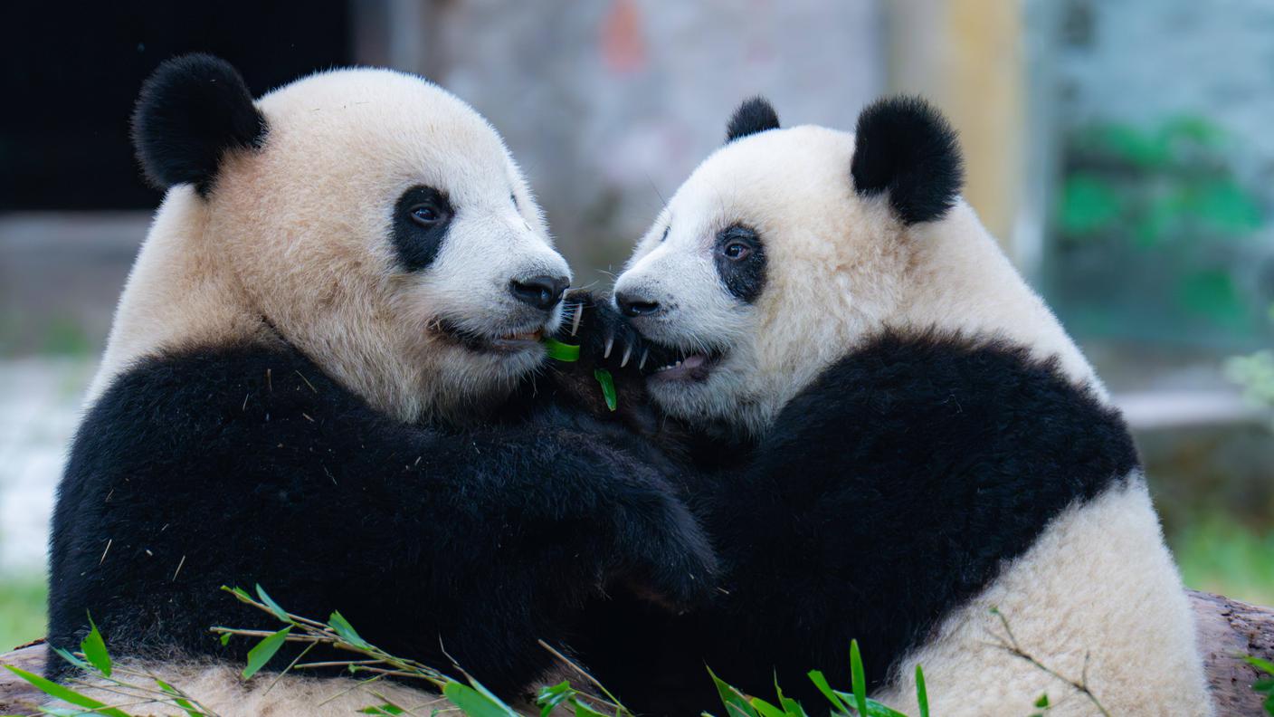 Panda
