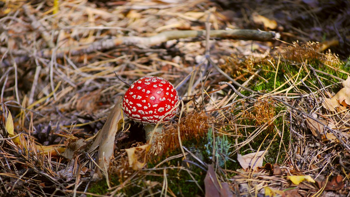amanita phalloides