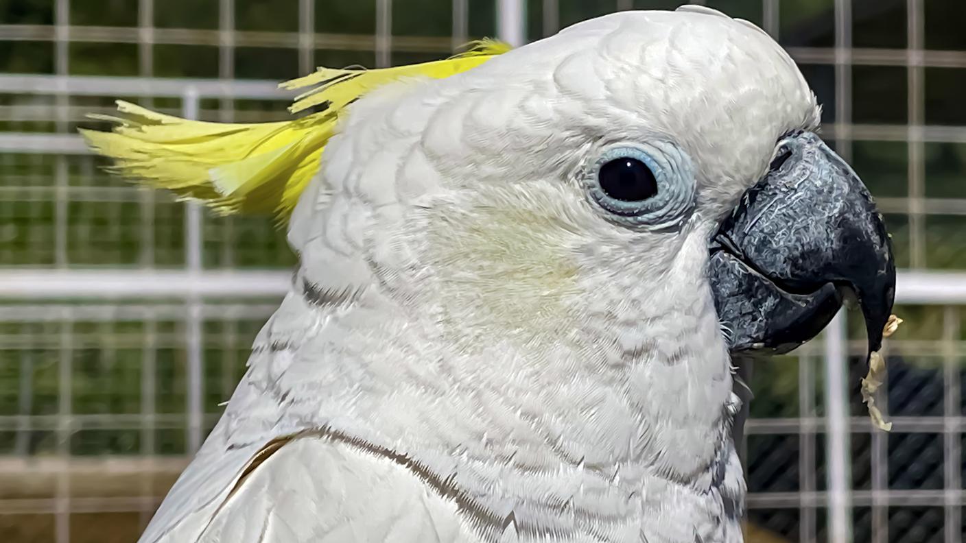 Cacatua dal ciuffo giallo
