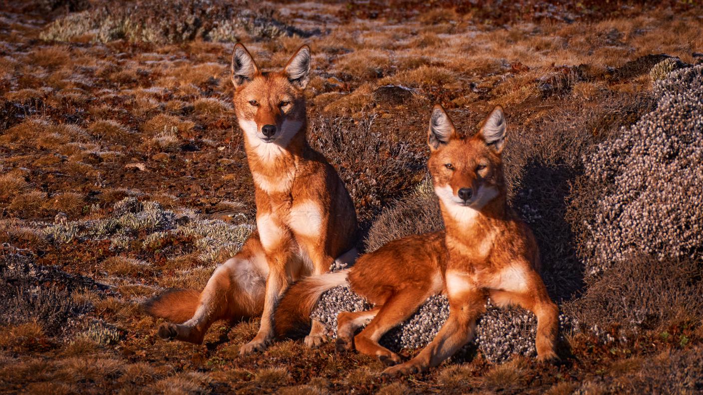 Lupo dell'etiopia