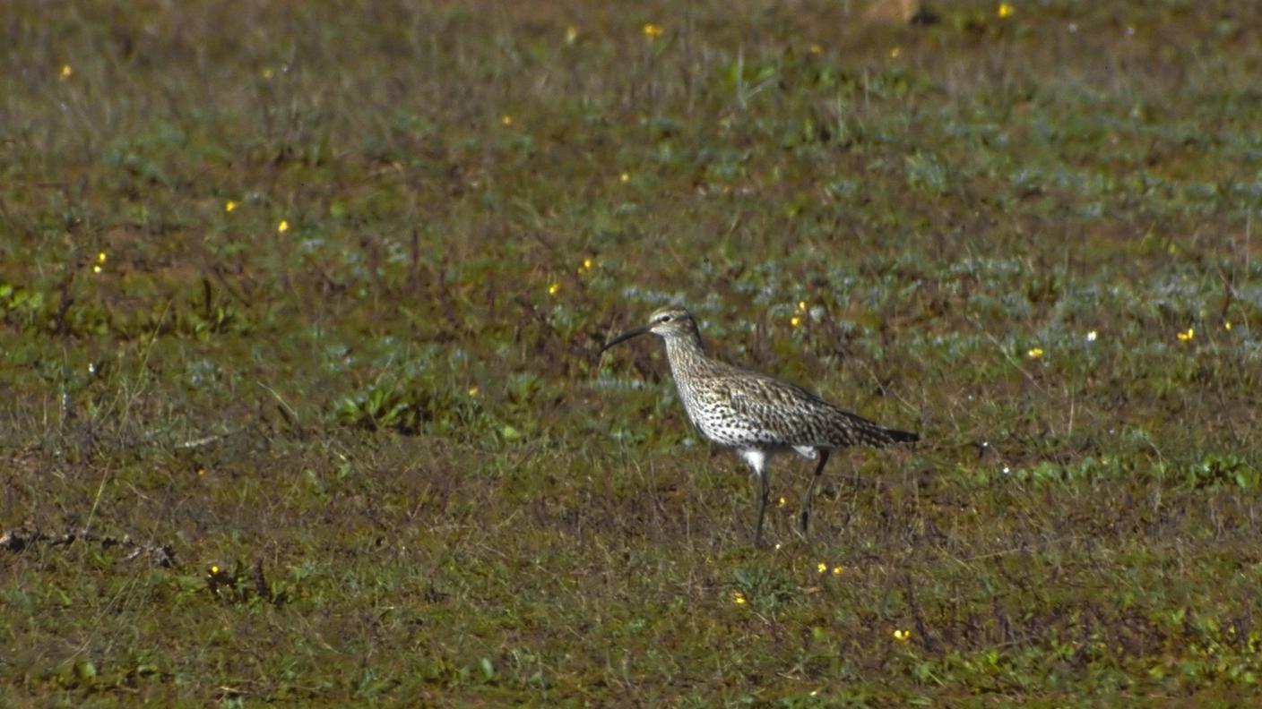Numenius tenuirostris