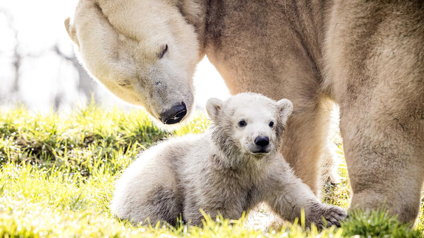 Orso polare