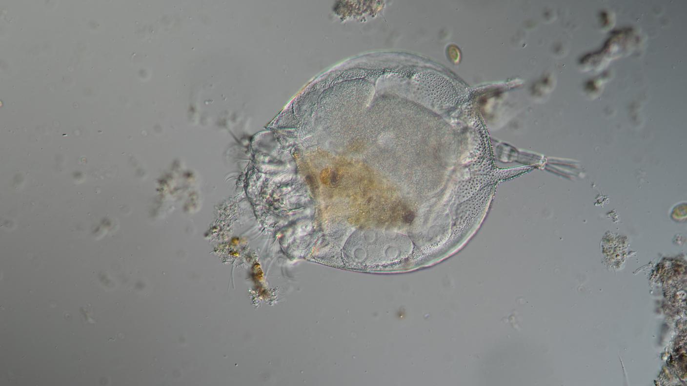 Rotifer - Alchetron, 