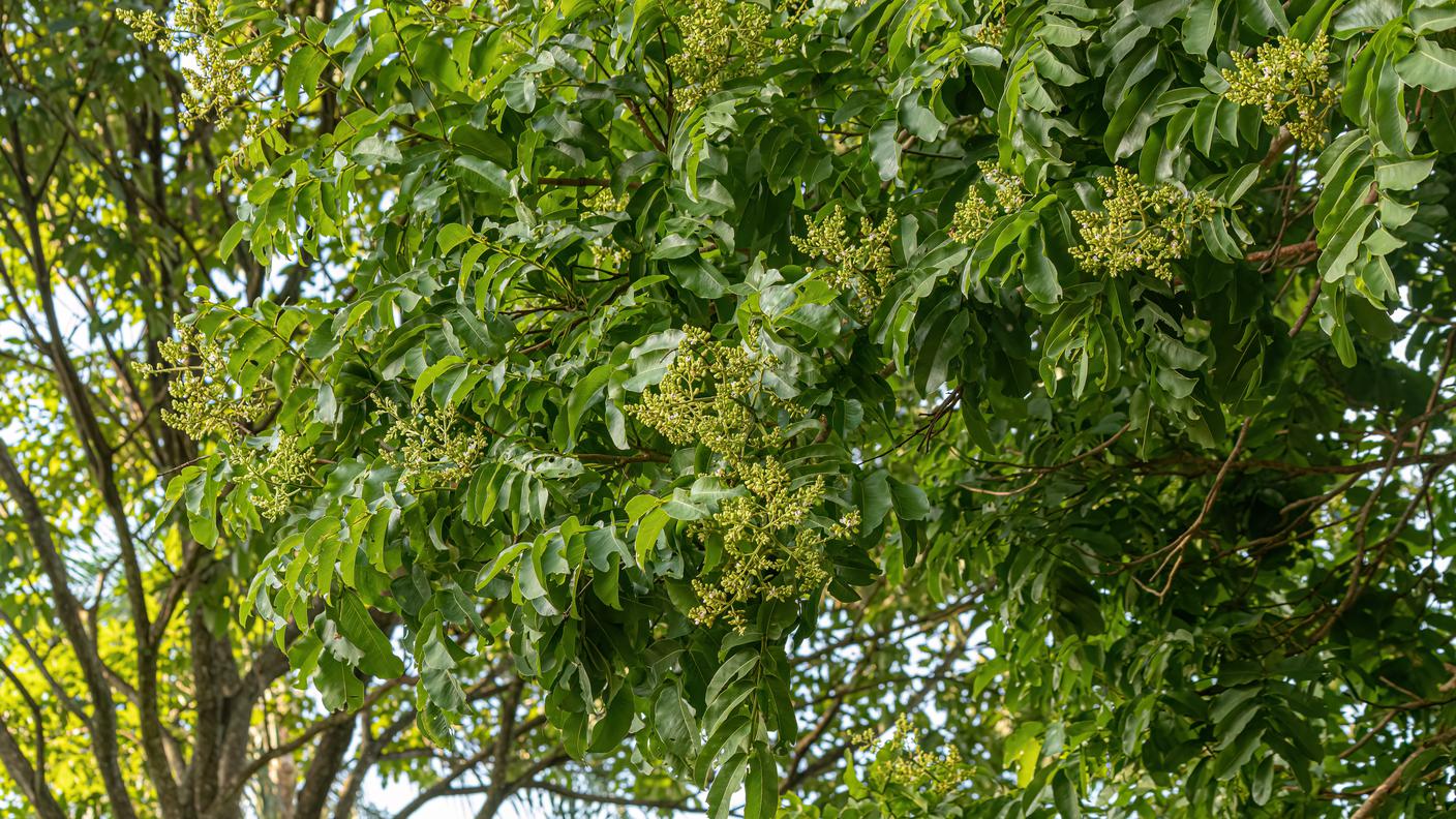 tonka tree