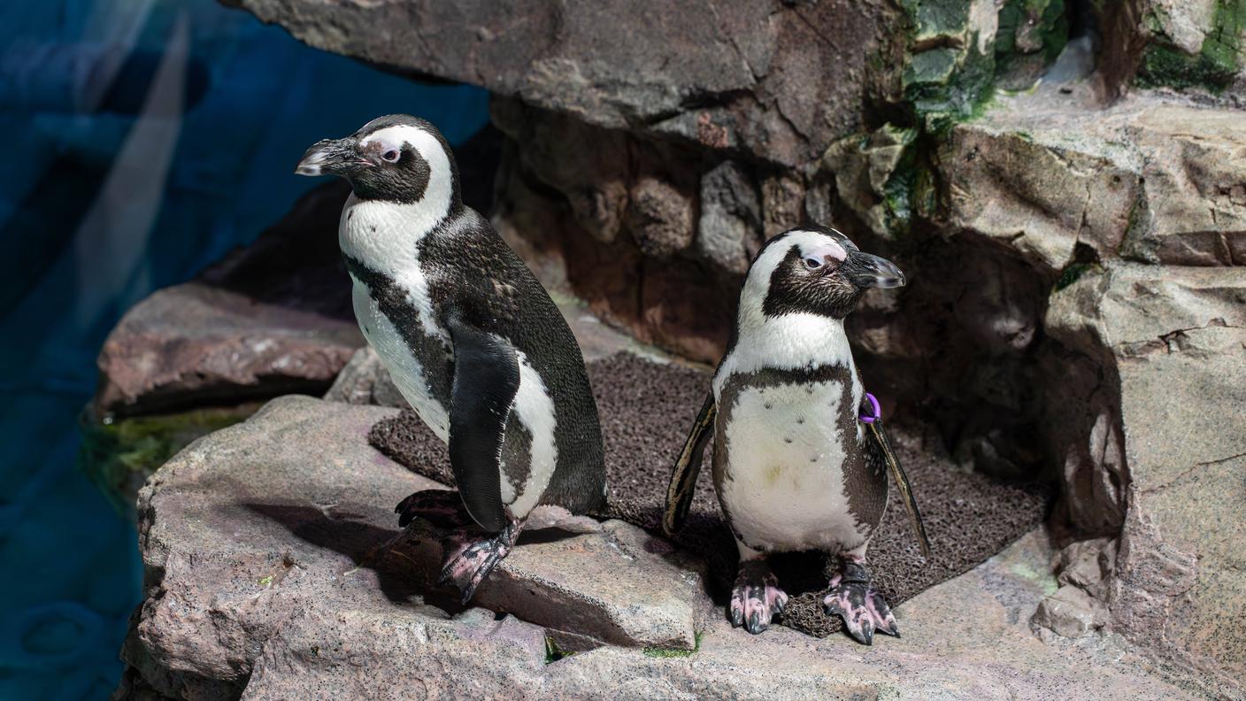 pinguini
