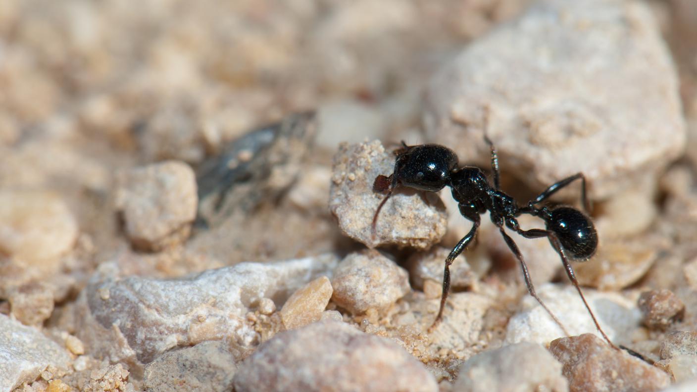 Formica raccoglitrice