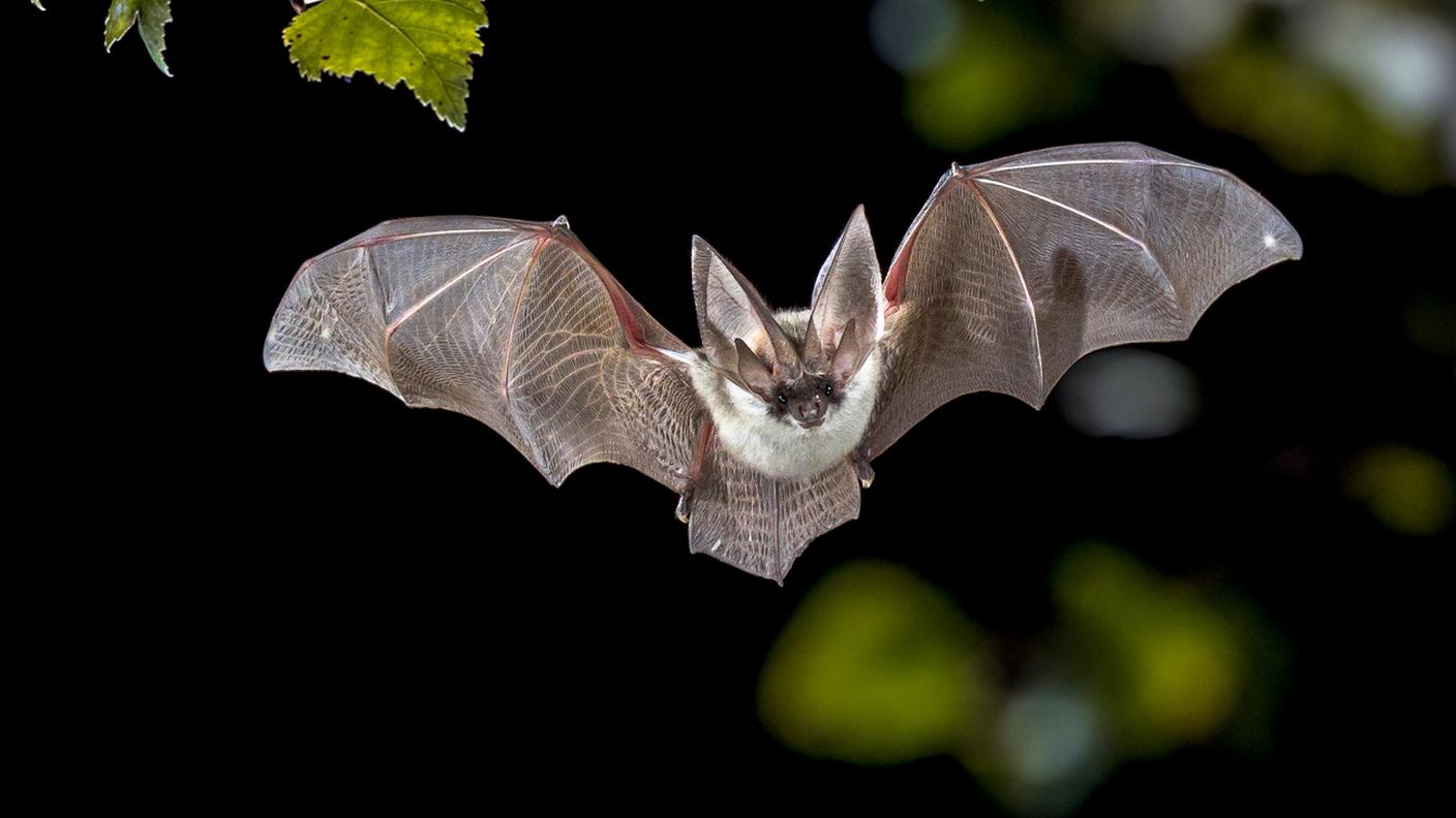 iStock-Europa - Continente, Francia, Paesi Bassi, Pipistrello, Carino