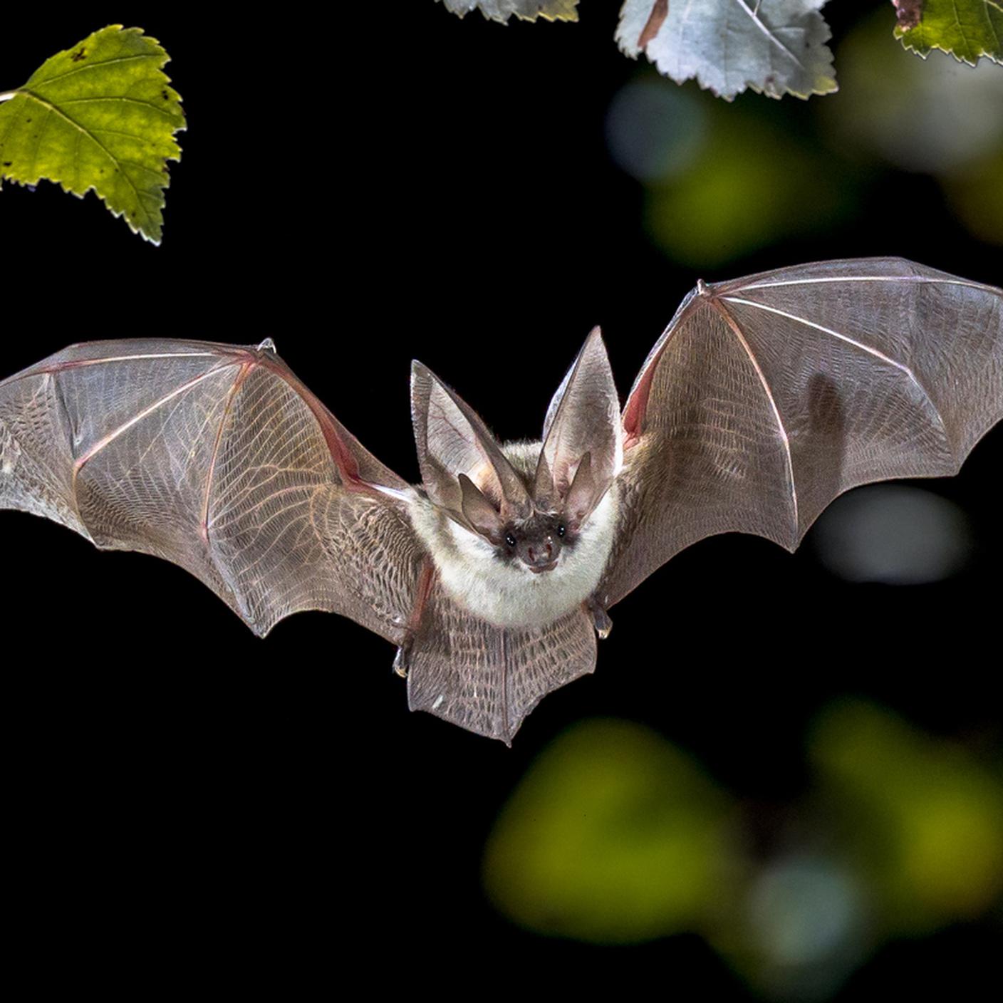 iStock-Europa - Continente, Francia, Paesi Bassi, Pipistrello, Carino