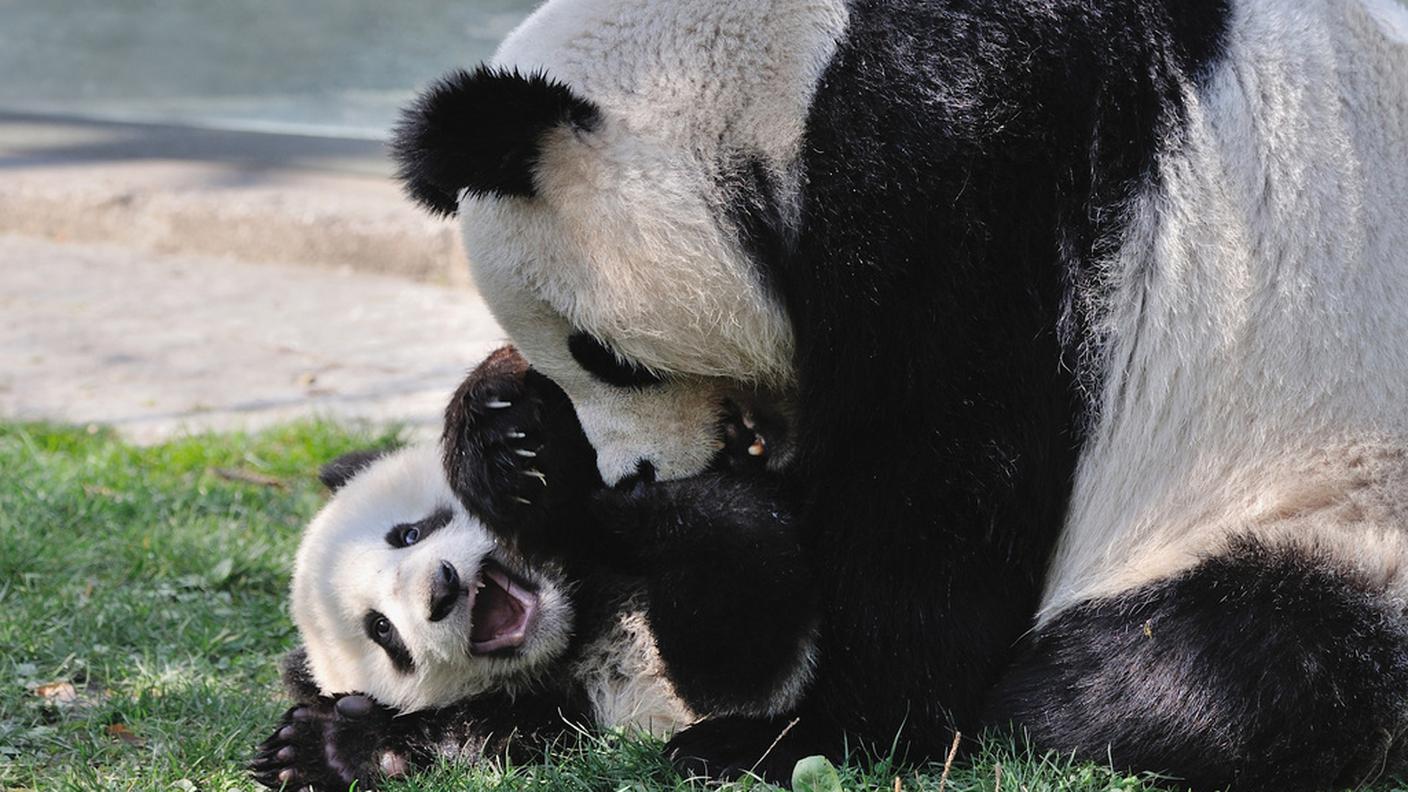 Mentre gioca con mamma Yang Yang