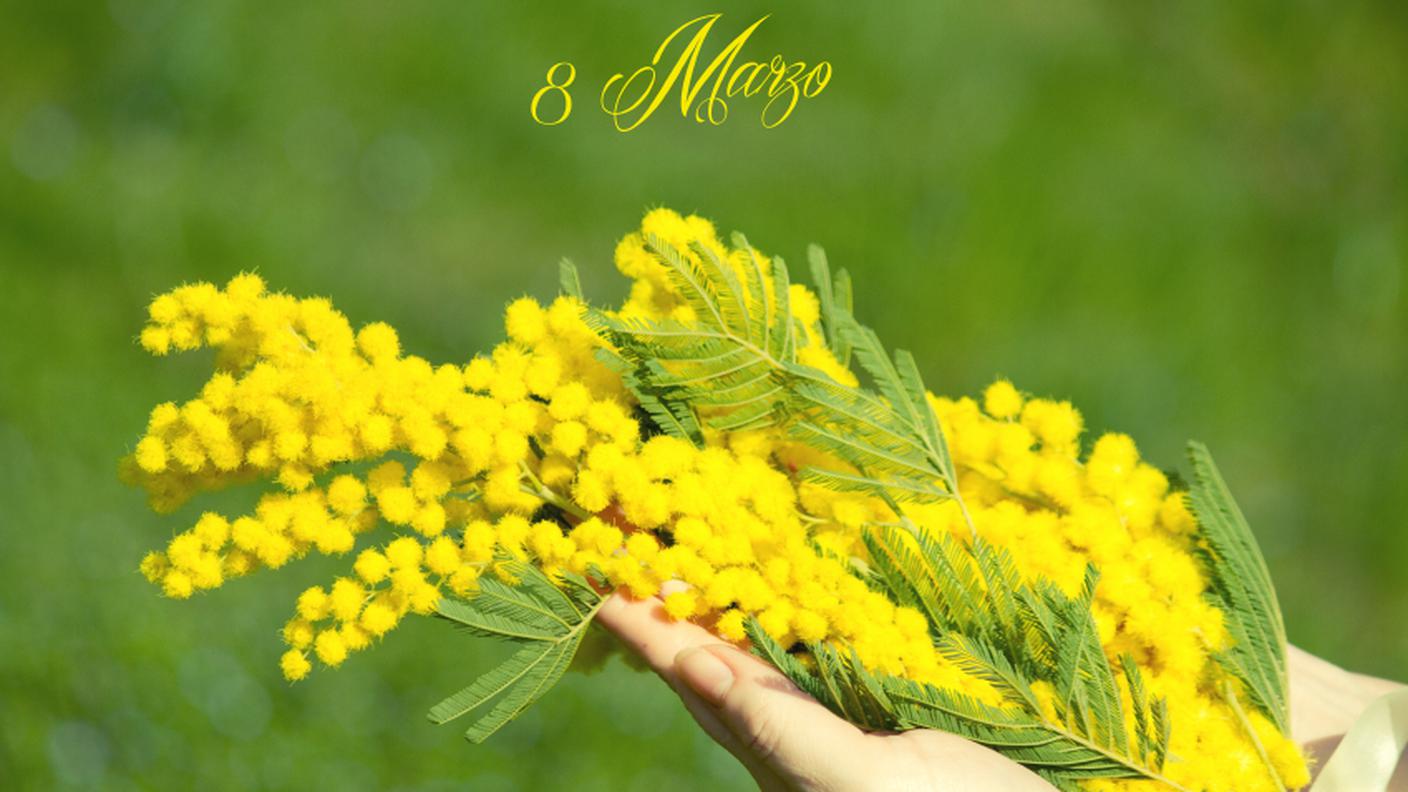 Festa della donna, 8 marzo, mimosa