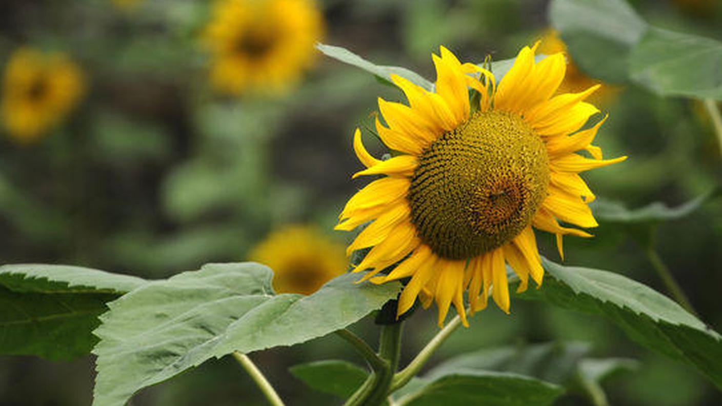 girasoli