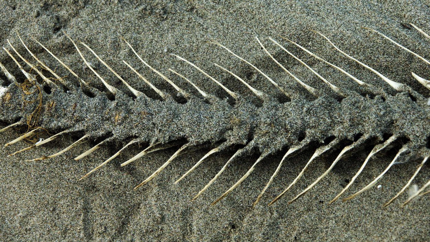 Scheletro di pesce siluro