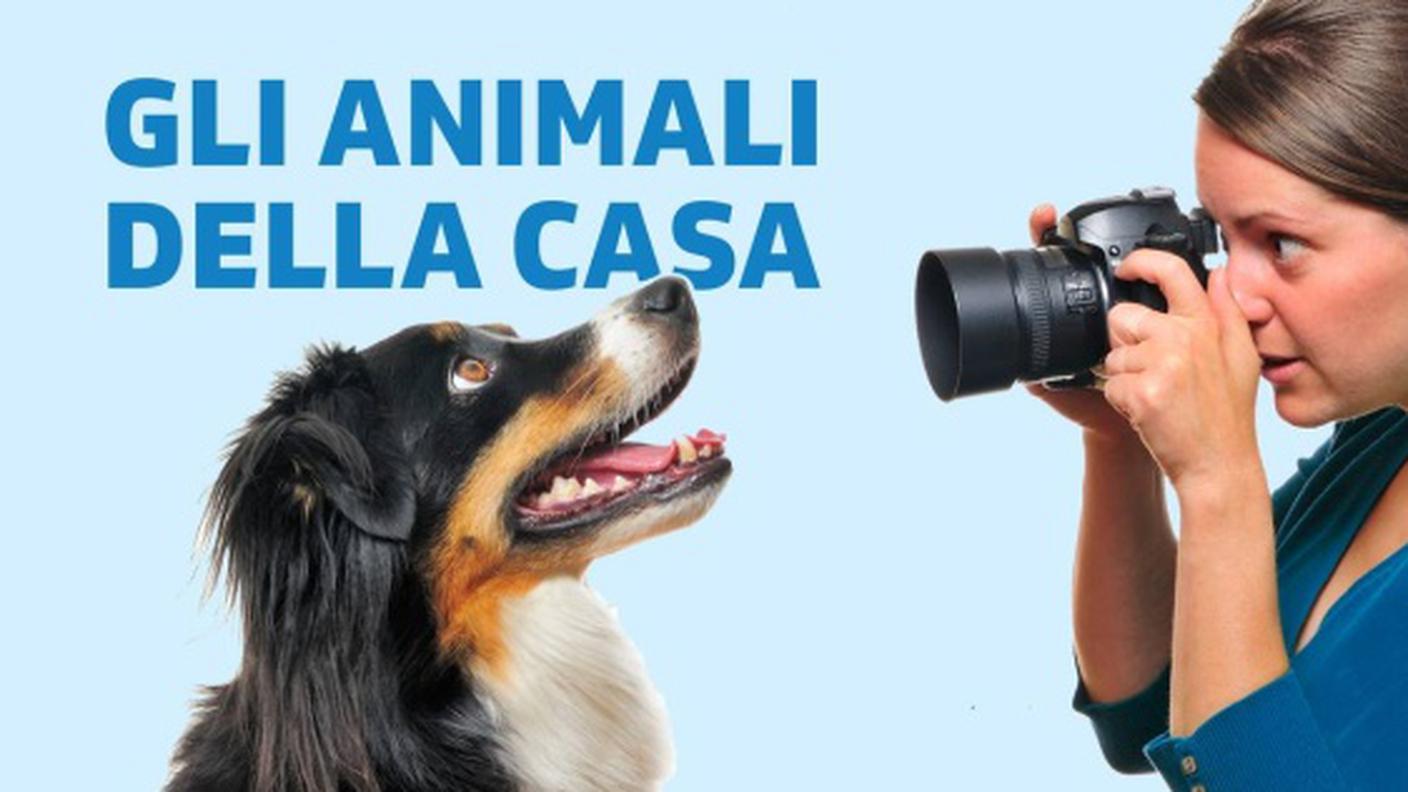 Gli animali della casa