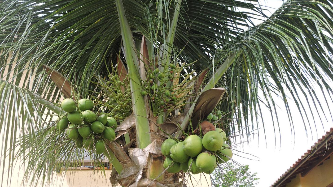 Non possono mancare le piante tropicali