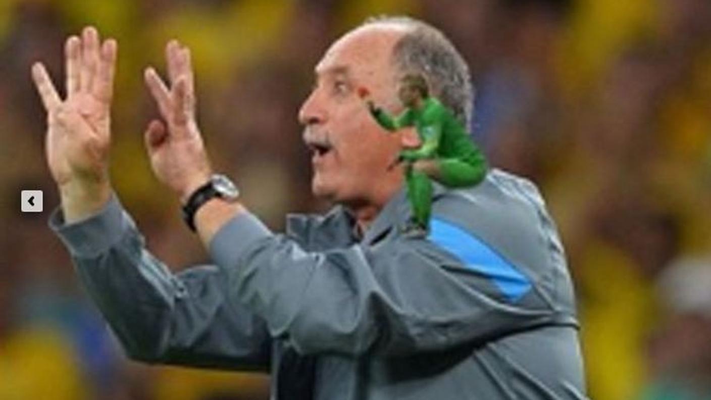 Pappagallo di Scolari