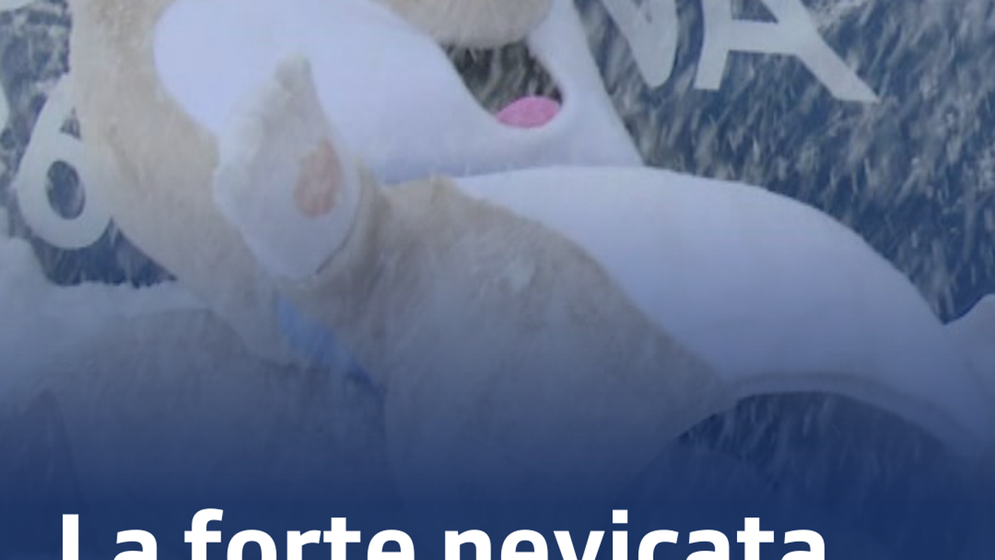 Standard - grande (11).png