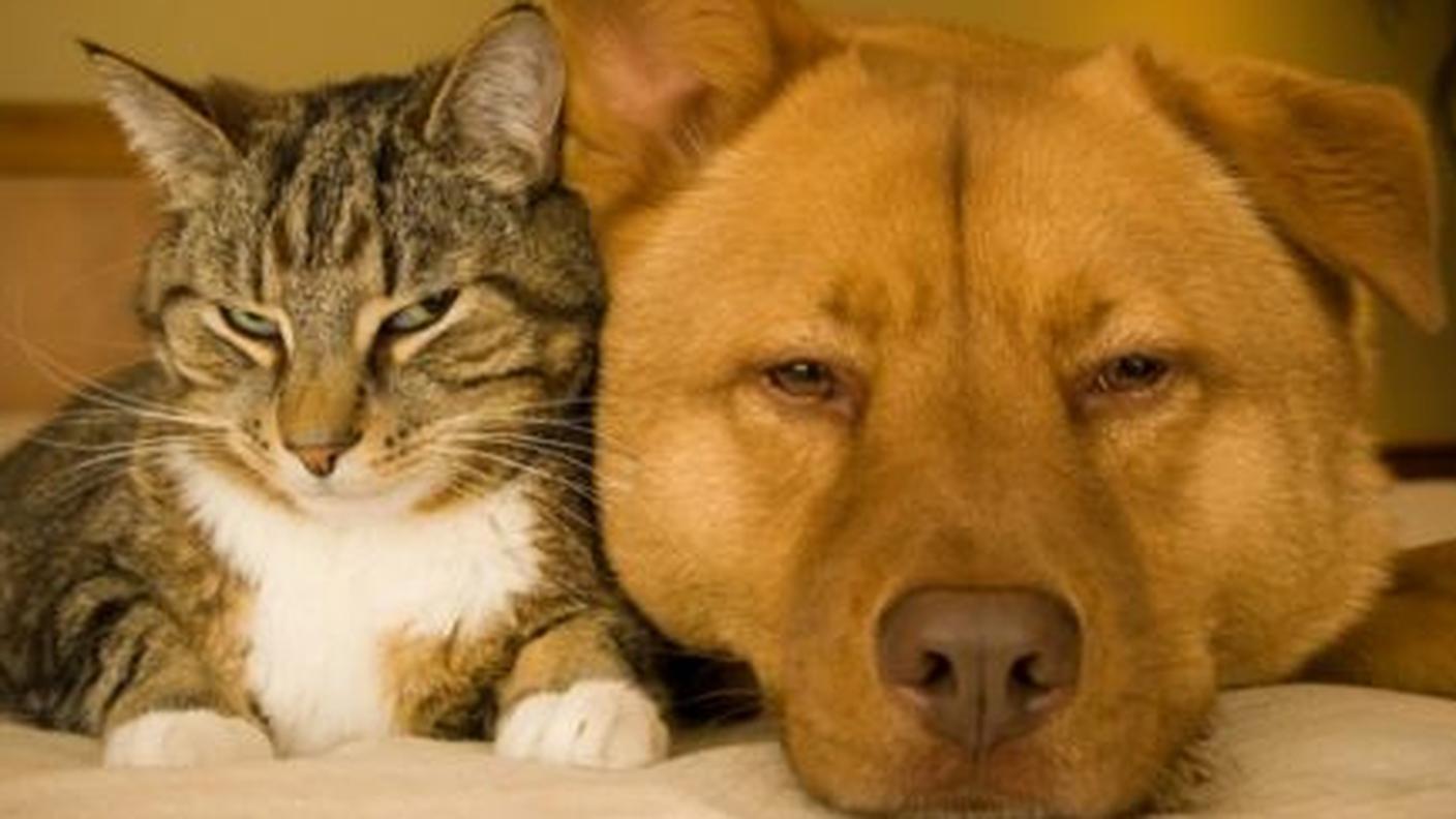 Cane e gatto amici.jpg