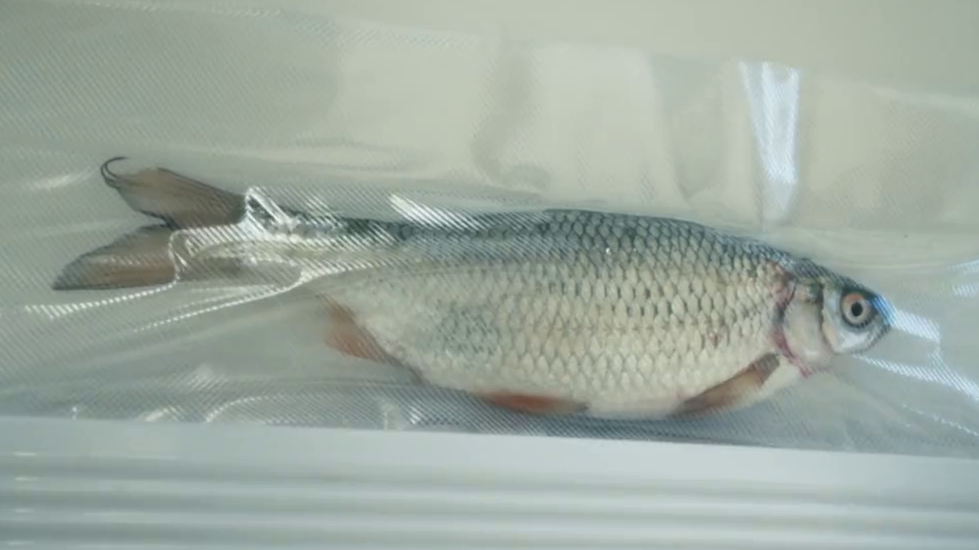 pesce story