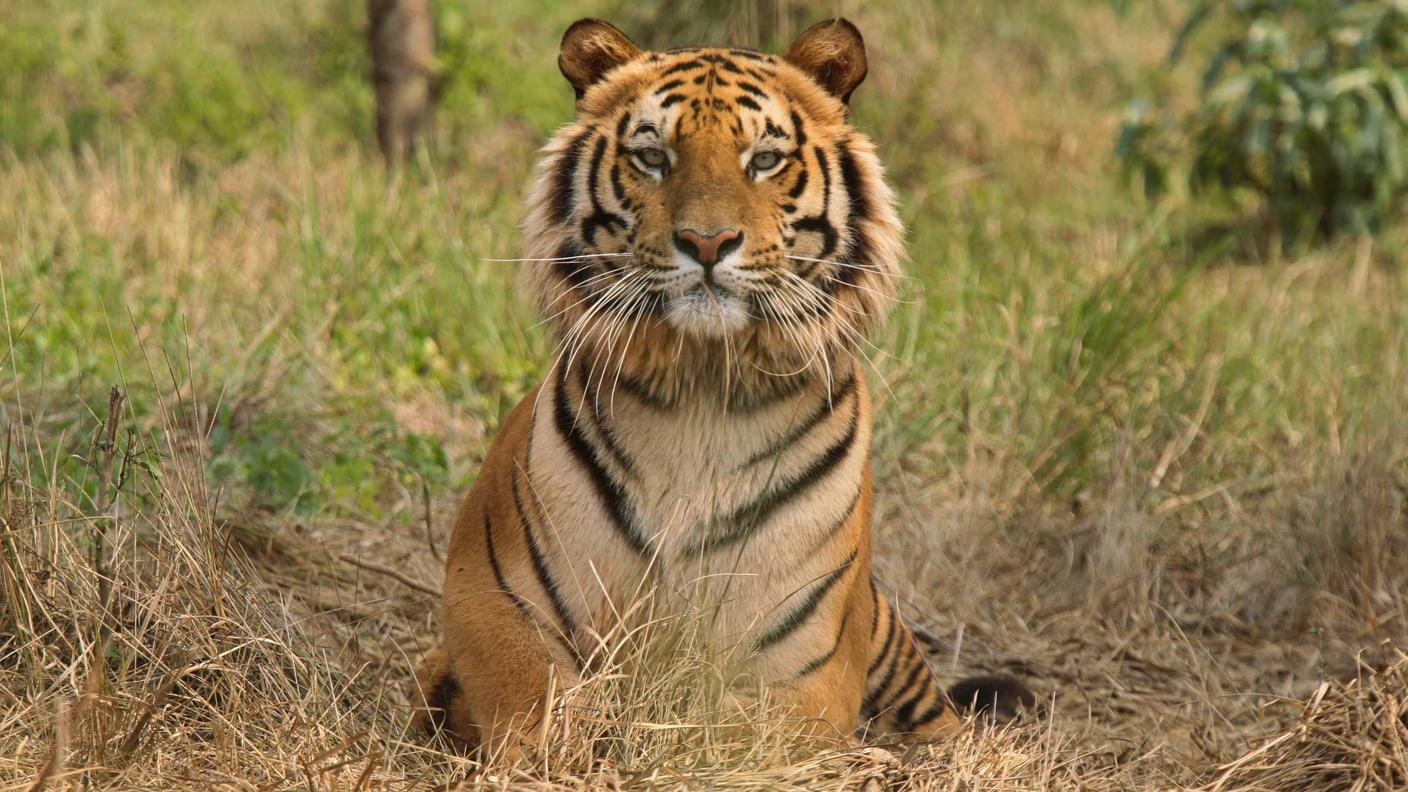 Raja, tigre del Bengala di otto anni, non è contenta delle ultime statistiche