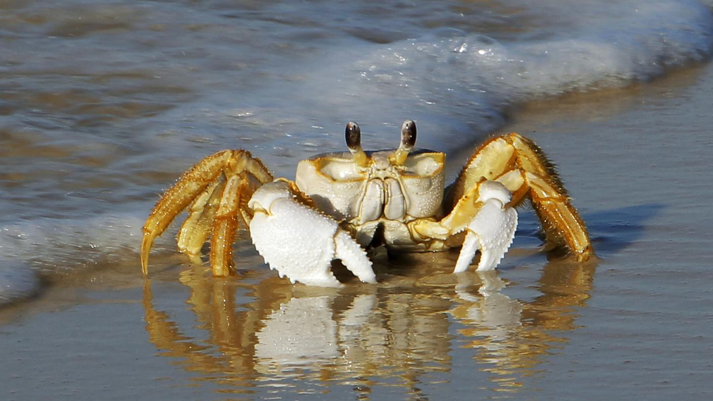 Questo bel granchio non sa quanto è prezioso per il genere umano