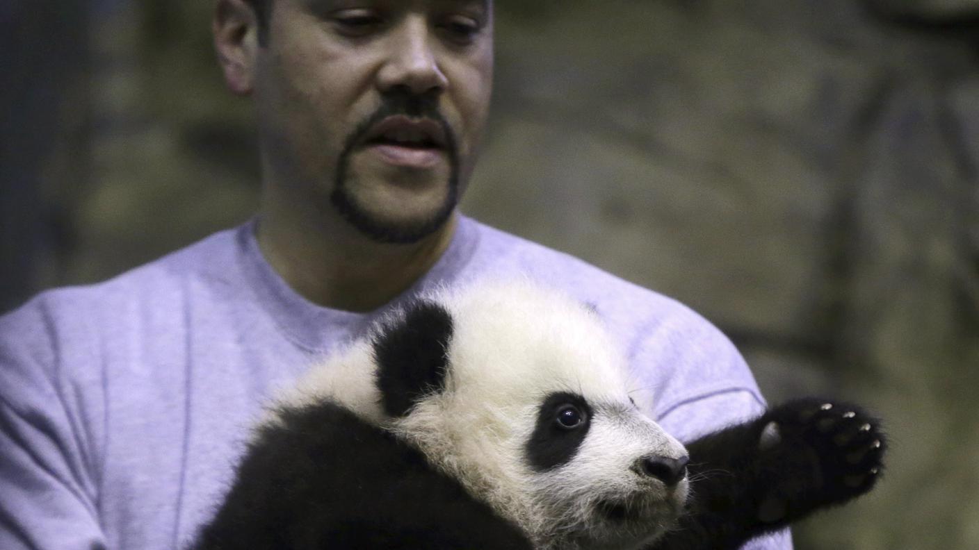 Il giovane panda gigante saluta la folla in braccio a un guardiano