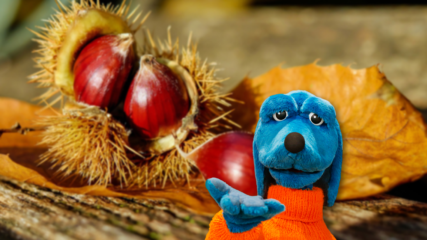 castagne peo 15.10.