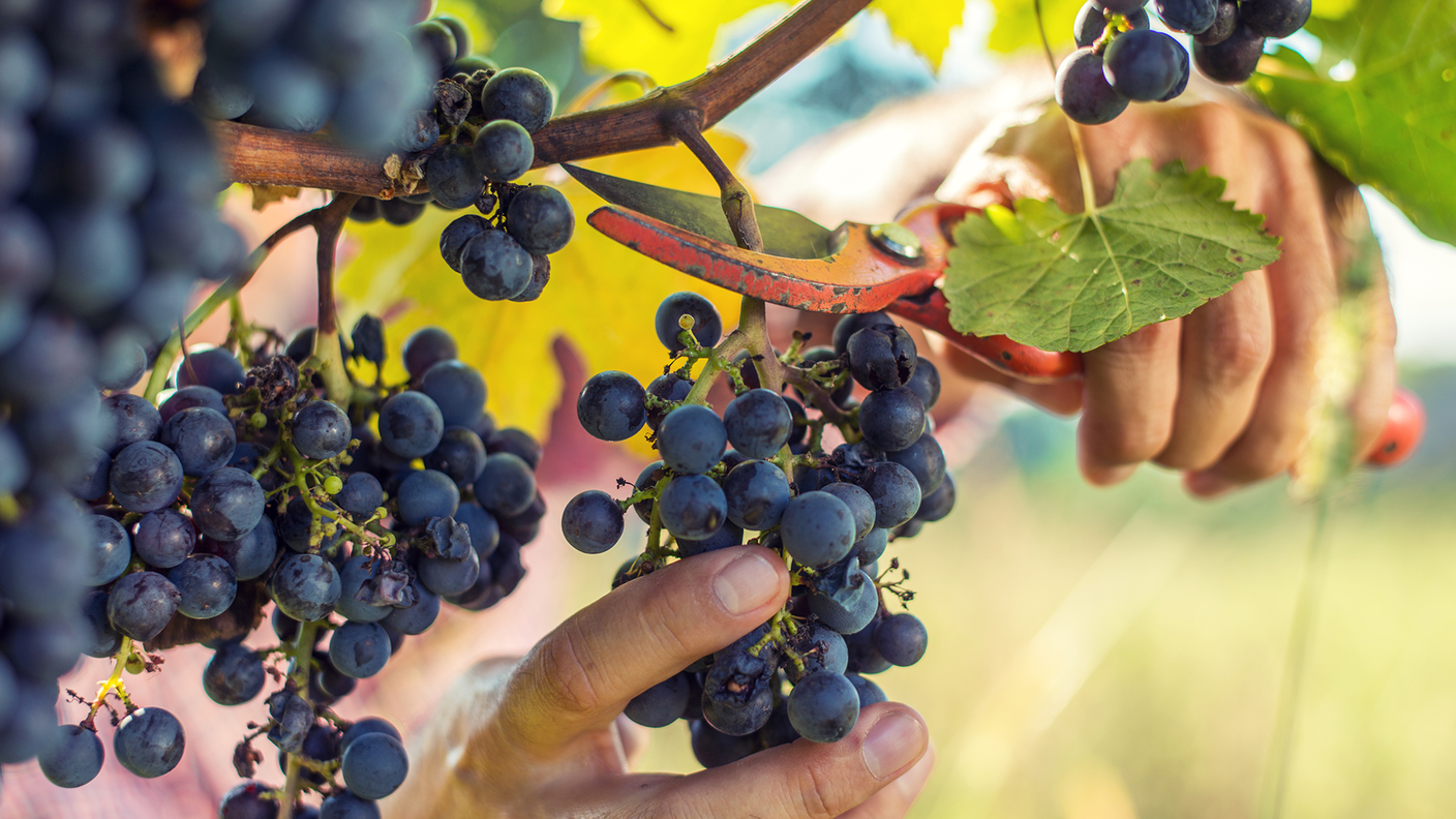 Vigne, vite e volti 16:9