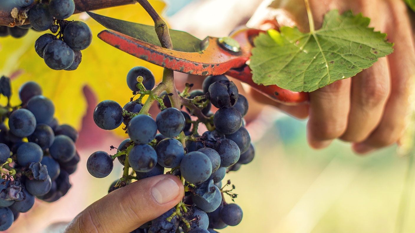Vigne, vite e volti 1X1