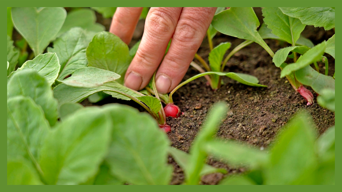 Scuola in fattoria: frutta e verdura