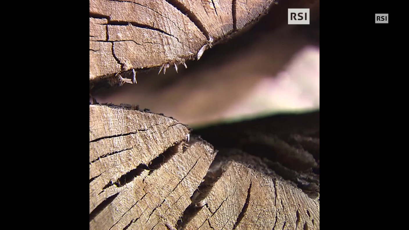 Una quercia ultramillenaria