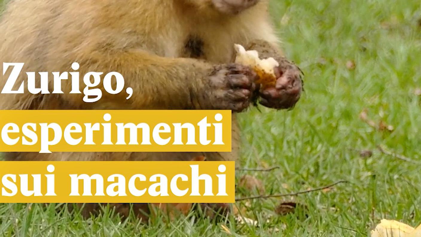 Esperimenti sui macachi