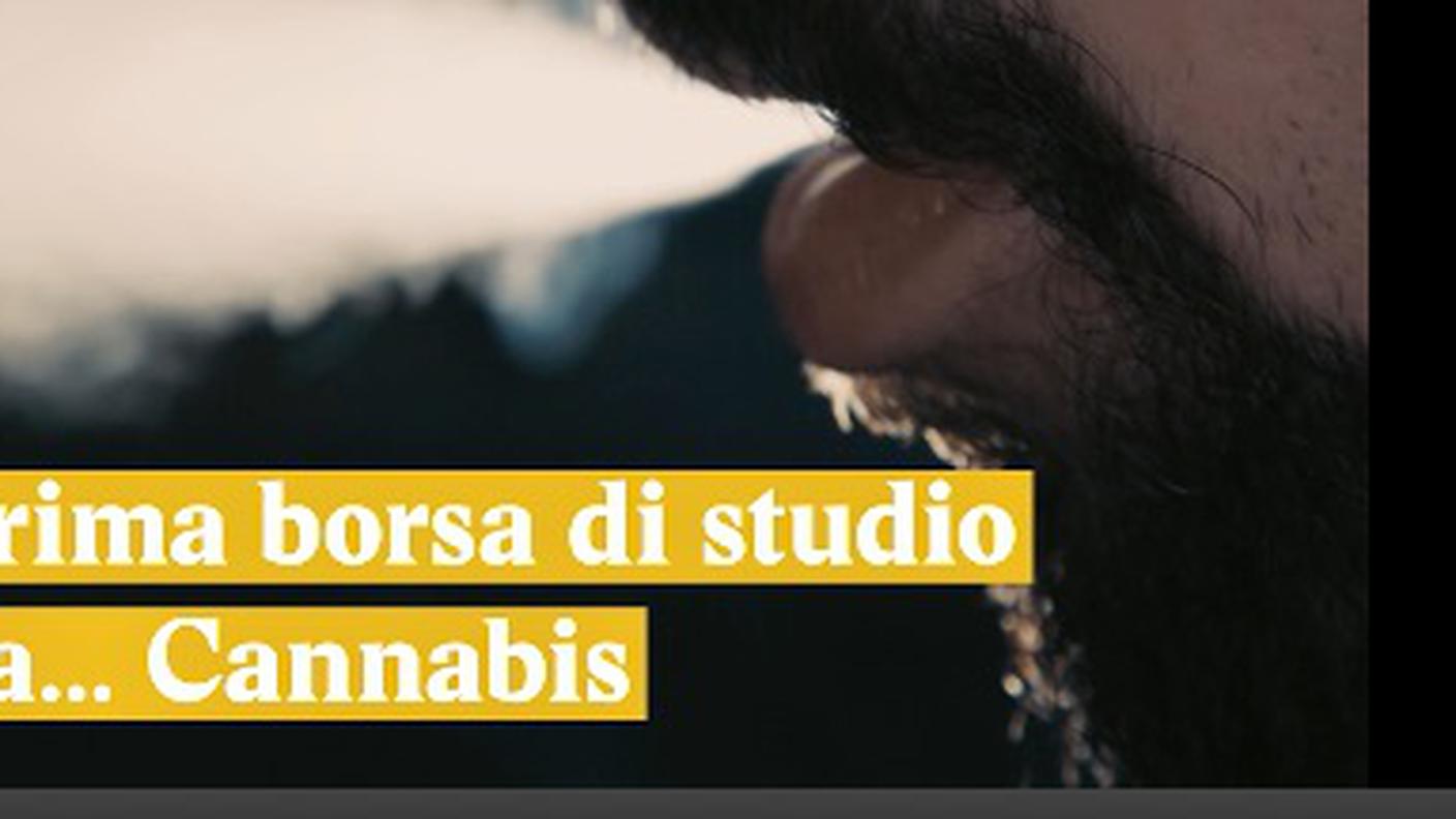 Borse di studio dalla canapa