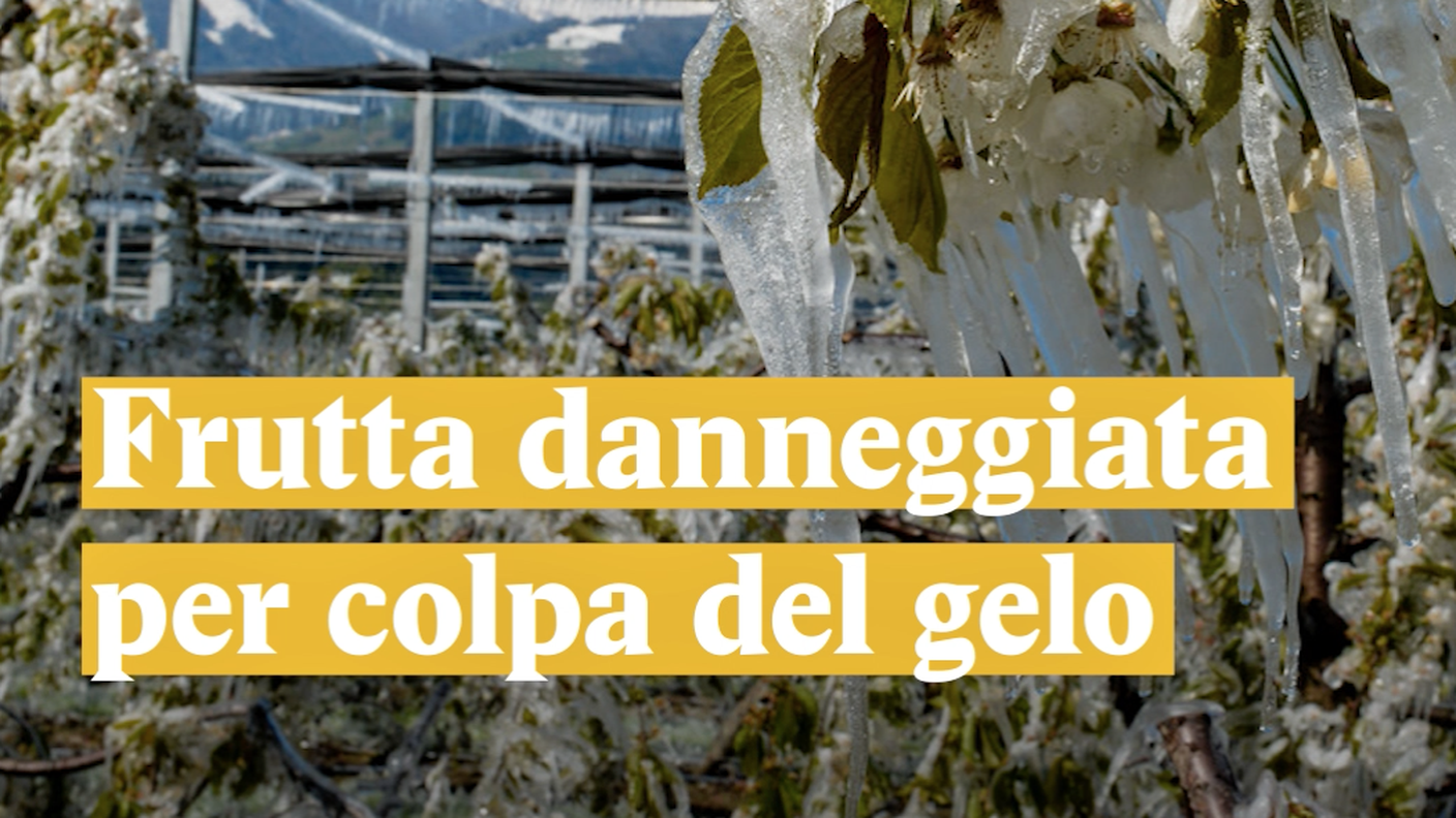 Il gelo danneggia la frutta