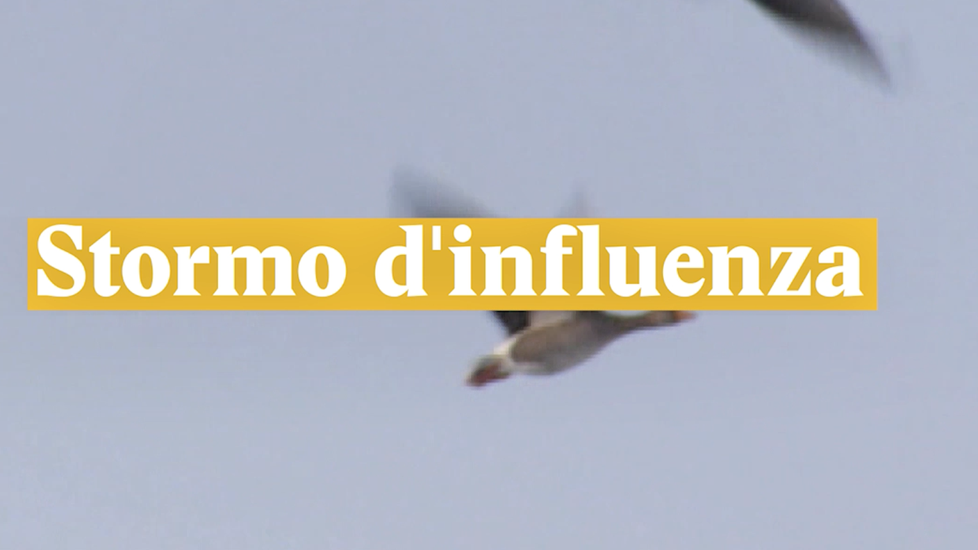 Stormo d'influenza